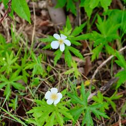 Canadian Anemone